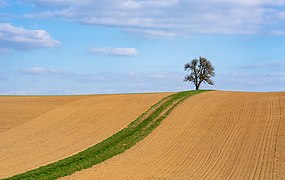 Bare fields, a track with green grass and a lonely pear tree, Herbolzheim, Neudenau, Germany