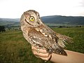 Otus scops (cat.)