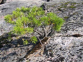 Plant with dwarfism caused by a harsh and nutritient-poor environment.