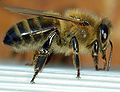 Apis mellifera mellifera (Black bee)