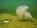 Blue blubber jellyfish