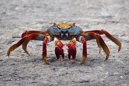 "Sally_Lightfoot_Crab_2019.jpg" by User:Nosferattus