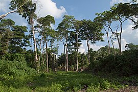 Shaheed Island, Andamans, Tropical forest.jpg