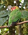 Rose faced parrot (Pyrilia pulchra) in the rain forest