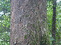 Artocarpus hirsutus