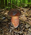 39 Boletus erythropus 2010 G3 uploaded by George Chernilevsky, nominated by George Chernilevsky