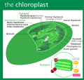 "Chloroplast_II.svg" by User:Kelvinsong