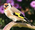 Carduelis carduelis (cat.)