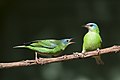 93 Disputa de galho entre duas fêmeas de Saí-azul - Dacnis cayana uploaded by Renato Augusto Martins, nominated by Yann