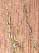 Eragrostis tef spiklets.jpg