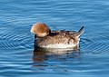 Image 45Female hooded merganser resting on the Central Park Reservoir