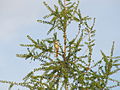 Foliage and mature cones; with Toxostoma rufum; Seney National Wildlife Refuge, Schoolcraft County, Michigan