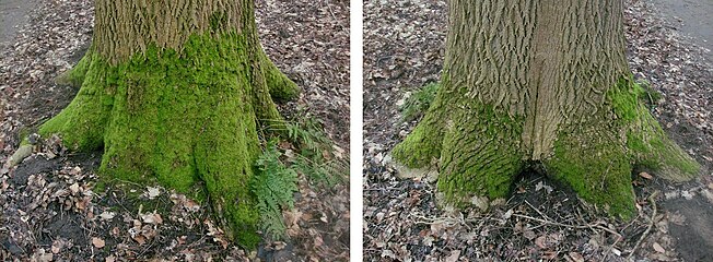 Moss on a tree trunk as an indicator of direction