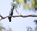 Cape York, Queensland, Australia