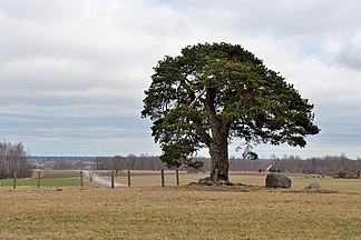 Laekvere pine (Estonia)