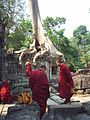Monks in front of a tree growing out of a shrine, Preah Khan.