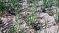 young plants, Shanshan County, Xinjiang