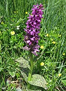 Dactylorhiza majalis RF.jpg