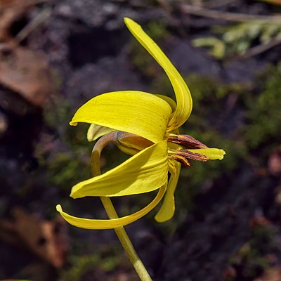Trout lily - lateral view