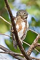 Glaucidium cuculoides (cat.)