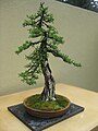 Bonsai specimen