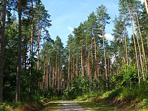 Pine forest, Poland