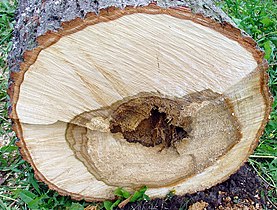 Querschnitt einer deutschen Linde Tilia