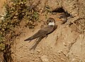 Sand martin (Riparia riparia) à Guidel-Plage.