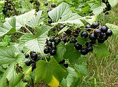 black currant (Ribes nigrum)