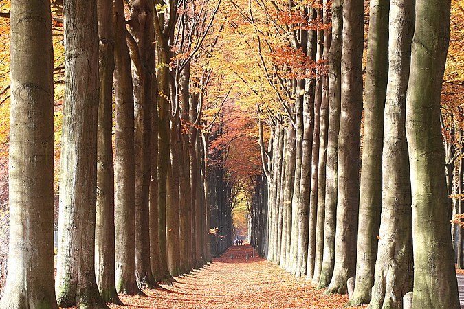 6: The double European beech alley of Domaine de Mariemont, La Hestre. Jean-Pol GRANDMONT