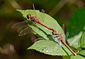 Gemeine Heidelibelle - Sympetrum vulgatum, Paarung, am See in Pfingstberg