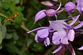 Calanthe sylvatica