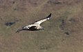 120 Cape vulture 2017 08 23 5935 uploaded by Alandmanson, nominated by Alandmanson