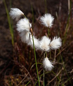 "Common_cottongrass_in_a_cliff_crevice_2.jpg" by User:W.carter