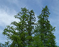 Trees. Volo Bog, Lake County, Illinois