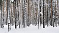 Commons:Picture of the Year/2012/R1/Russia. Moscow Region. Winter pine wood, lake Kratovskoe area.JPG