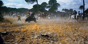 Cogida en la vega