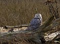 Boundary Bay, Vancouver, British Columbia, Canada