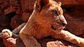 Lion cub at Sundown ranch lion park, South Africa