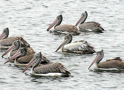 Juveniles, Bangalore