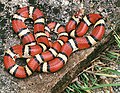 Lampropeltis triangulum