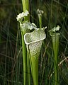 Image 97Sarracenia leucophylla