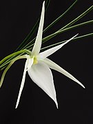 Angraecum popowii