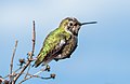 11 Anna's hummingbird (41124) uploaded by Rhododendrites, nominated by Rhododendrites,  19,  0,  0