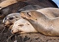 Image 80California sea lion nap time at La Jolla Cove