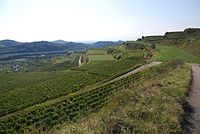 Kaiserstuhl Terrassen2.jpg