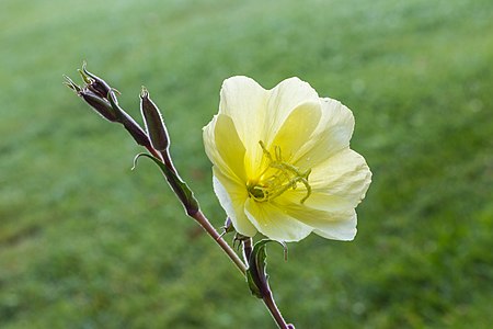 "Oenothera_stricta_(d.j.b.)_02.jpg" by User:Famberhorst