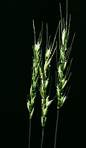 Interspecific wheat hybrid heads