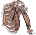 Deep front muscles of upper arm