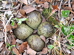 Bécasseau à croupion blanc - oeufs.JPG